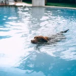 Is The Swimming Pool Safe For Your Pets?
