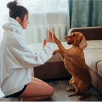 Indoor Games with Pets