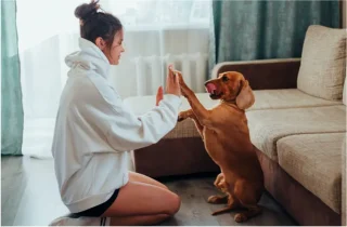 Indoor Games with Pets