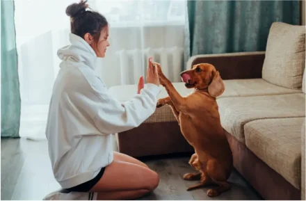 Indoor Games with Pets