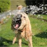 Cool Pet Tips for the Dog Days of Summer